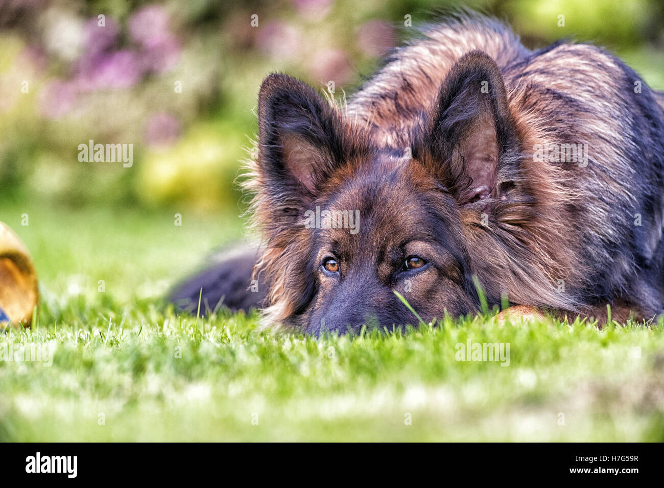Großer Hund legt seinen Kopf auf dem Rasen, sondern hat seine Ohren zu hören Stockfoto