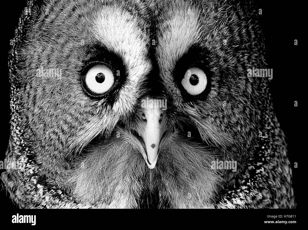 Bartkauz Gesicht Porträt Stockfoto