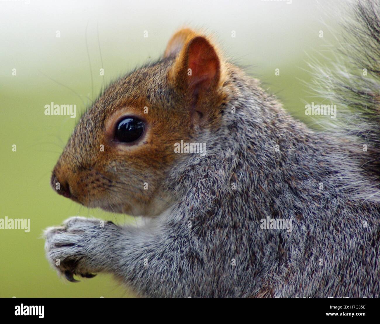 Eichhörnchen grau Stockfoto