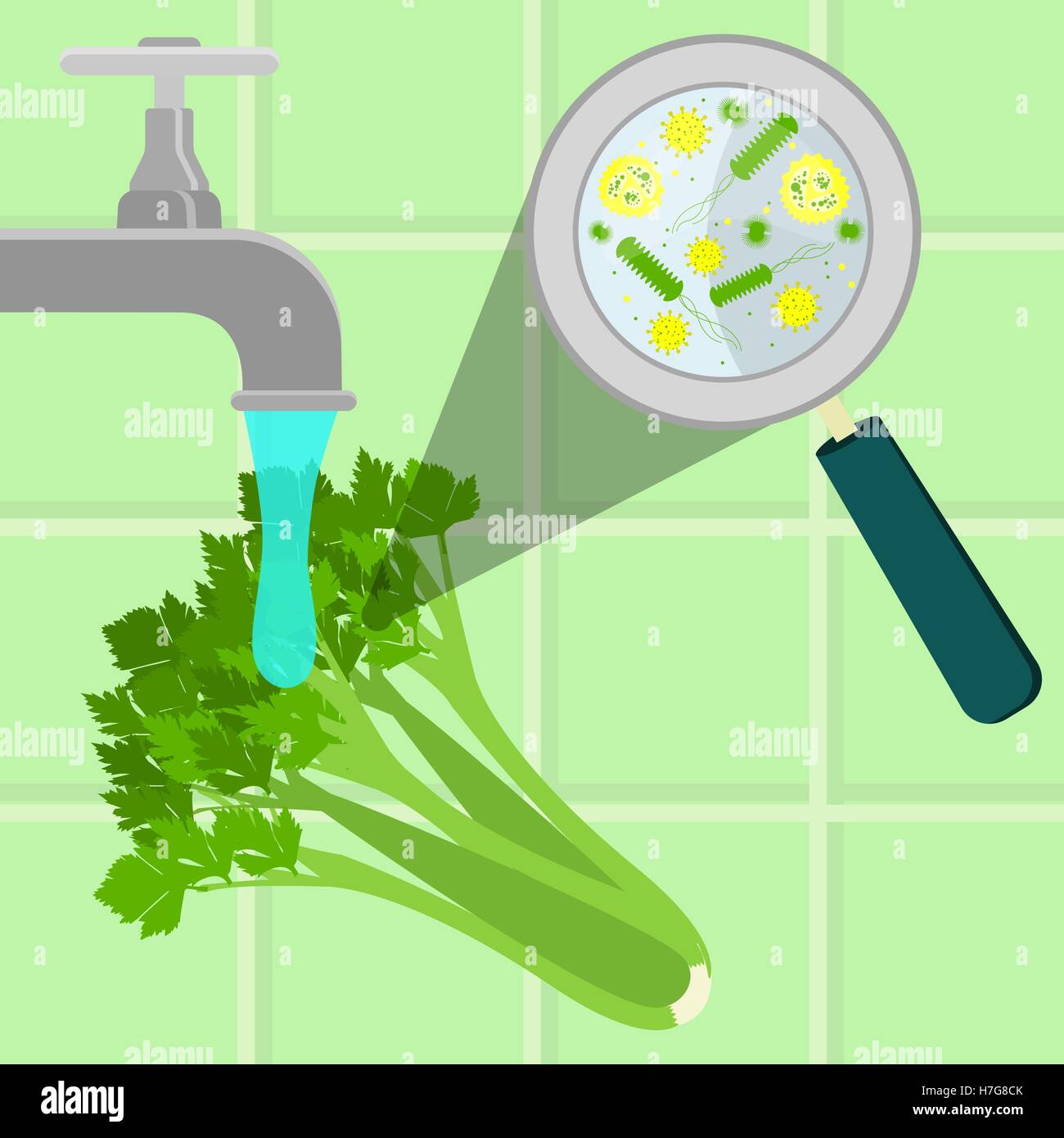 Kontaminierte Sellerie wird gereinigt und gewaschen in einer Küche. Mikroorganismen, Viren und Bakterien in das Gemüse durch ein Mag vergrößert Stock Vektor