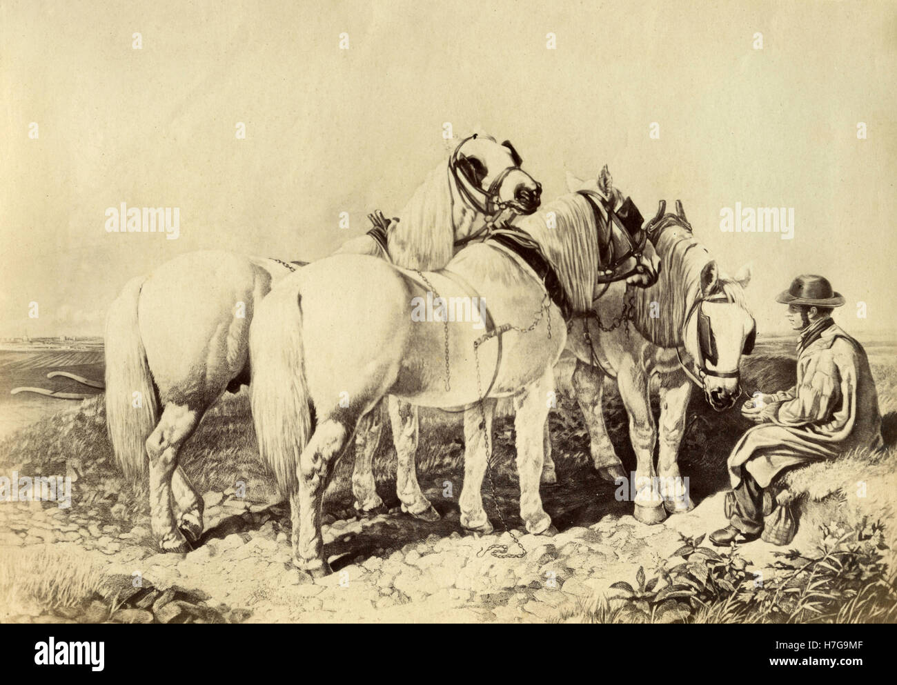 Drei weiße Pferde mit einem Mann, Malerei Stockfoto