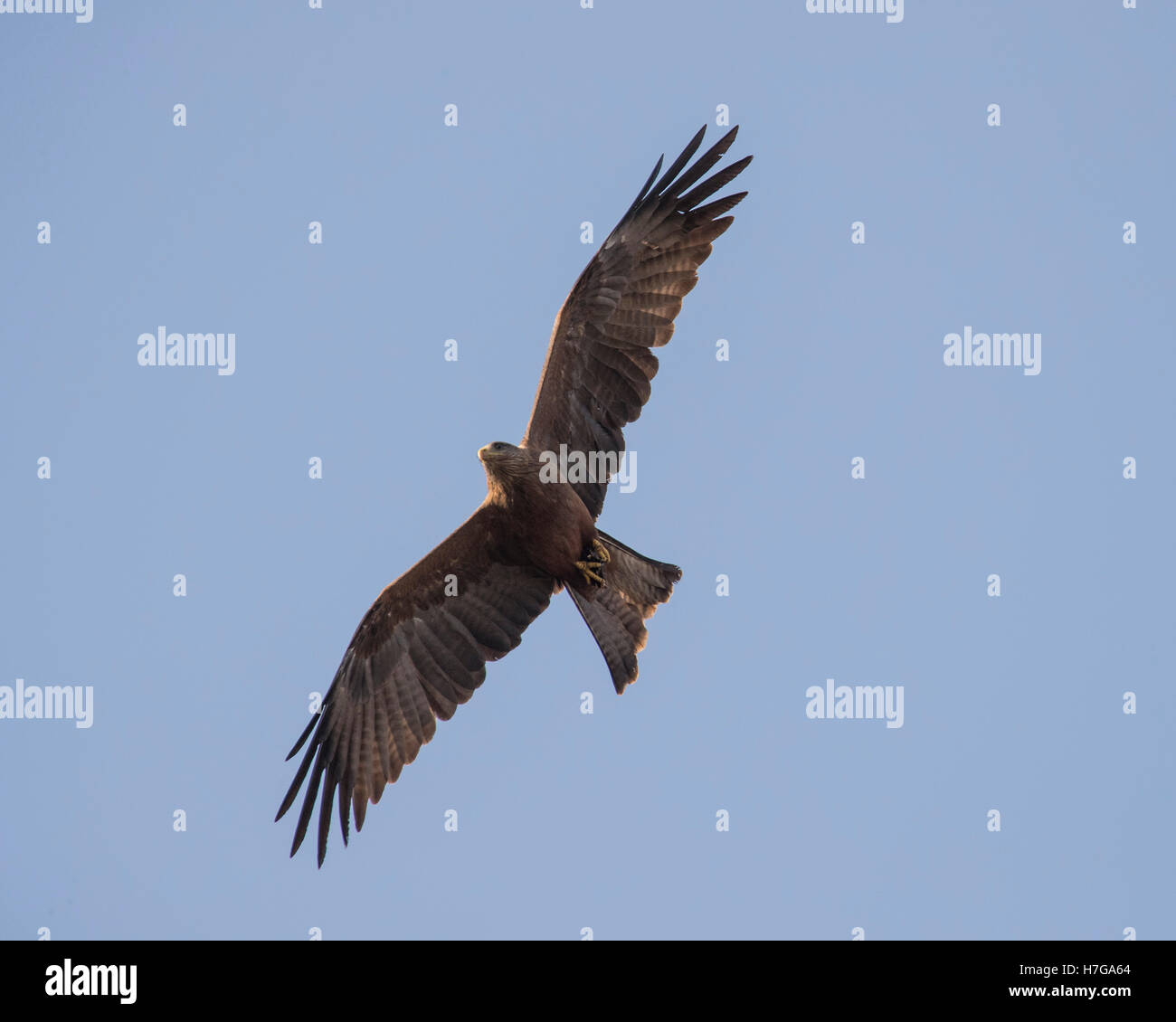 Schwarzmilan schweben in der Nähe des Ngorongoro-Kraters in Tansania Stockfoto