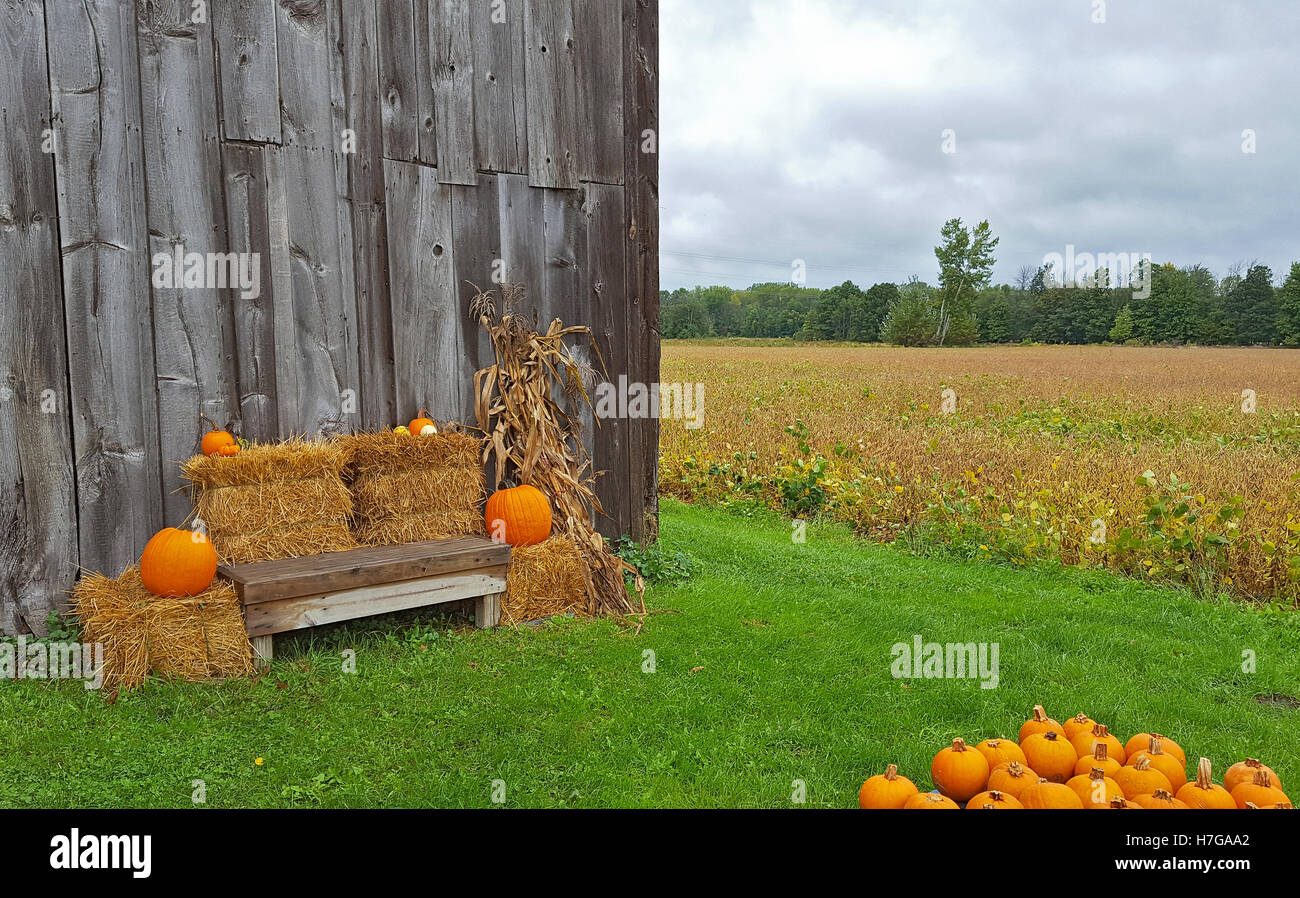 Orange Herbst Kürbis auf Heuballen mit Scheune und Holzbank Stockfoto