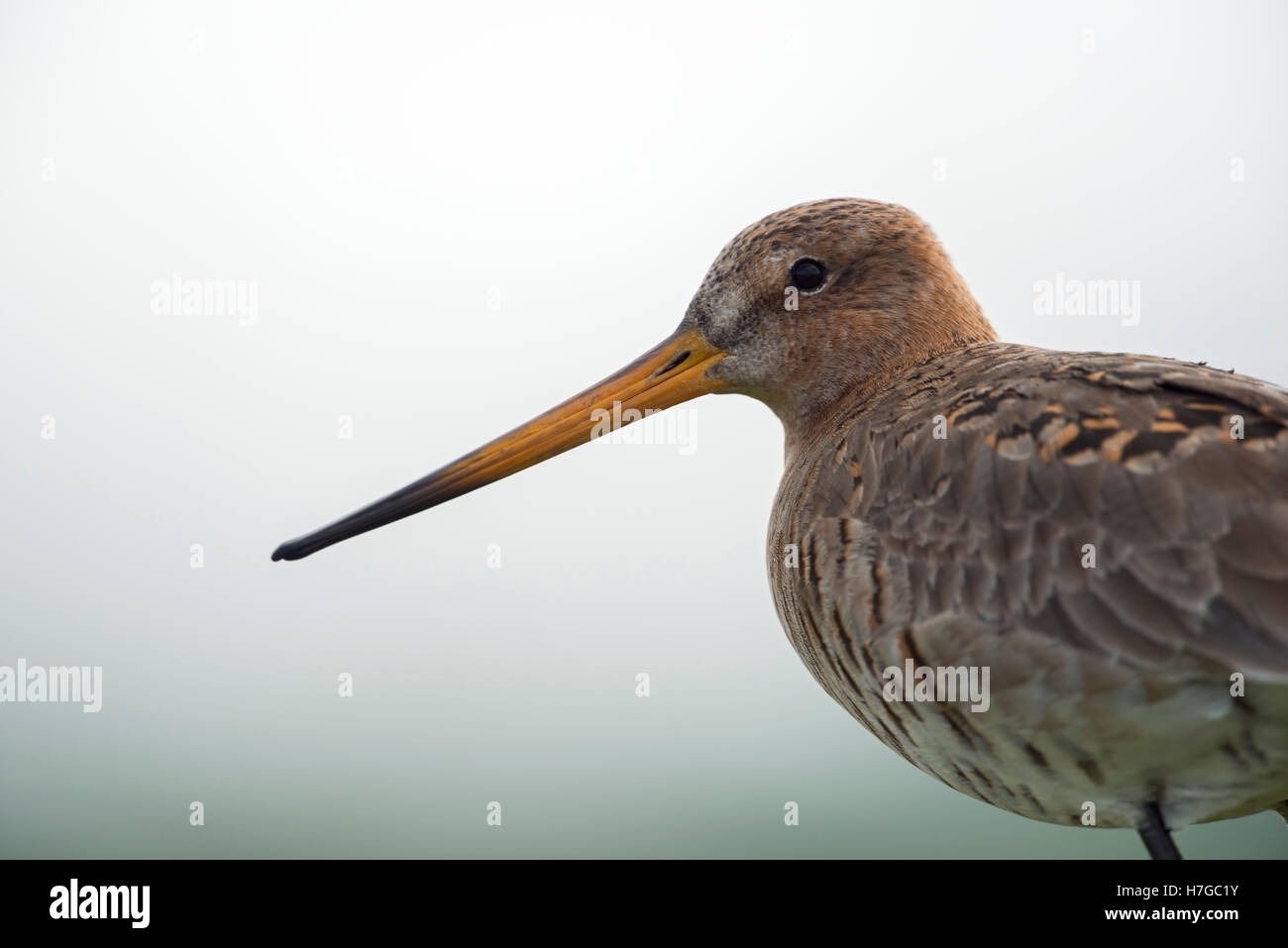 Schwarzschwanzgodwit ( Limosa limosa) in Zuchtkleid, Nahaufnahme, Kopfschuss, detailliertes Porträt, gefährdeter Watvogel, Tierwelt, Europa. Stockfoto