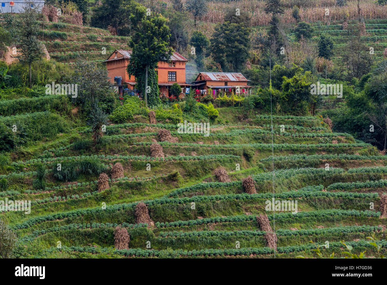 Kartoffeln Pflanzen in Feldern in der Umgebung von Dhulikhel, Nepal Stockfoto