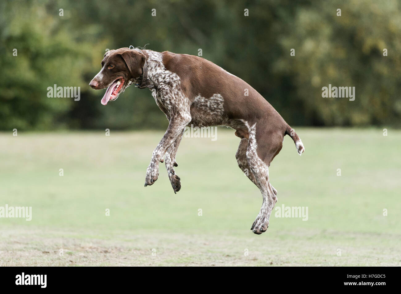 Ein deutscher Vorstehhund zu jagen und seinen Ball fangen Stockfoto