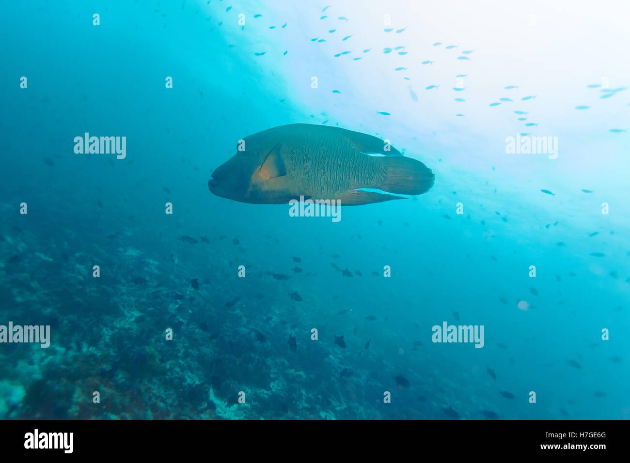 Napoleon Fisch, Beginn Lippfisch (Cheilinus Undulatus) in Ocean Blue, Malediven Stockfoto