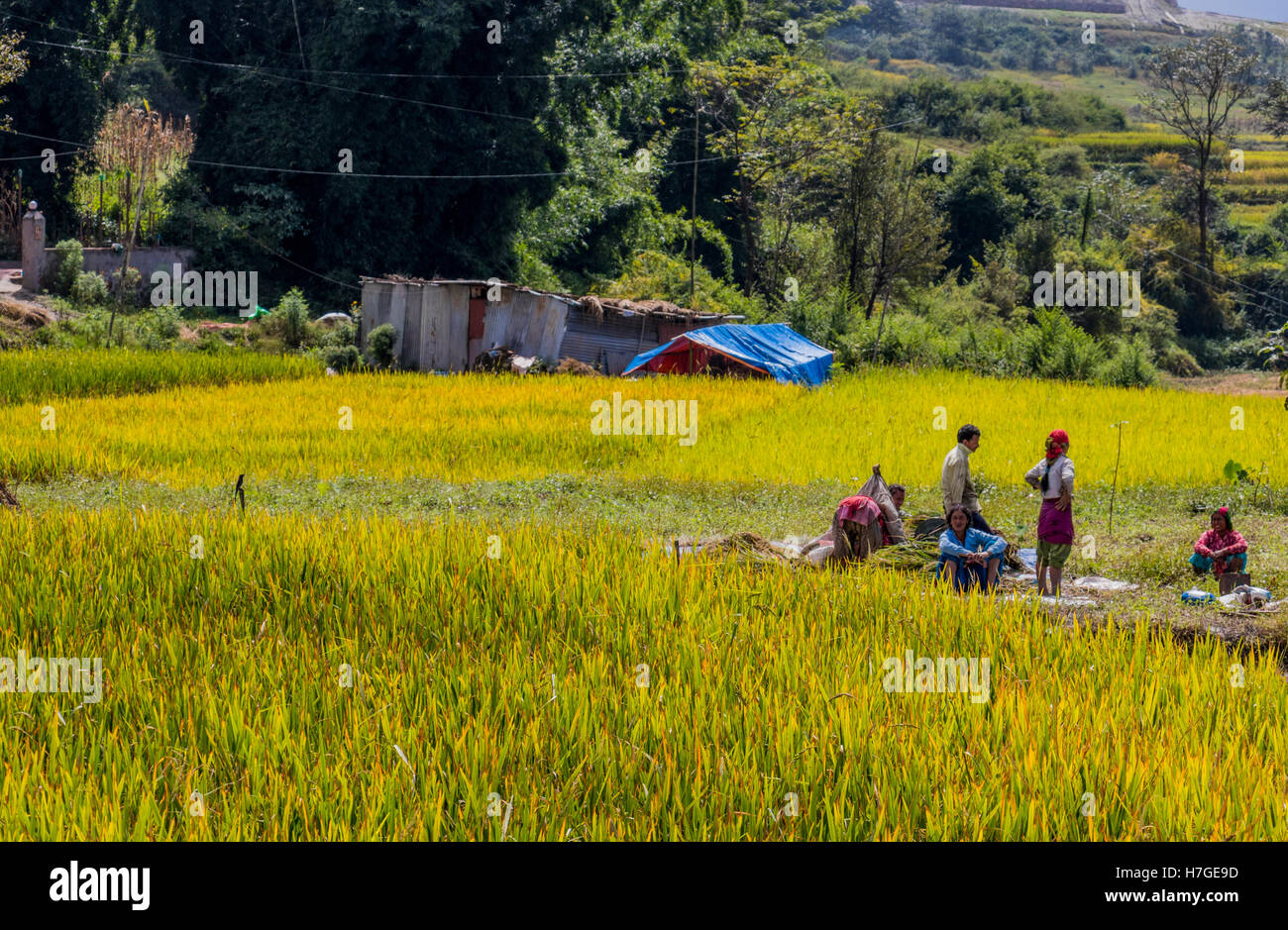 Arbeiter in den Reisfeldern sammeln Reis in Umgebung von Dhulikhel in Nepal Stockfoto