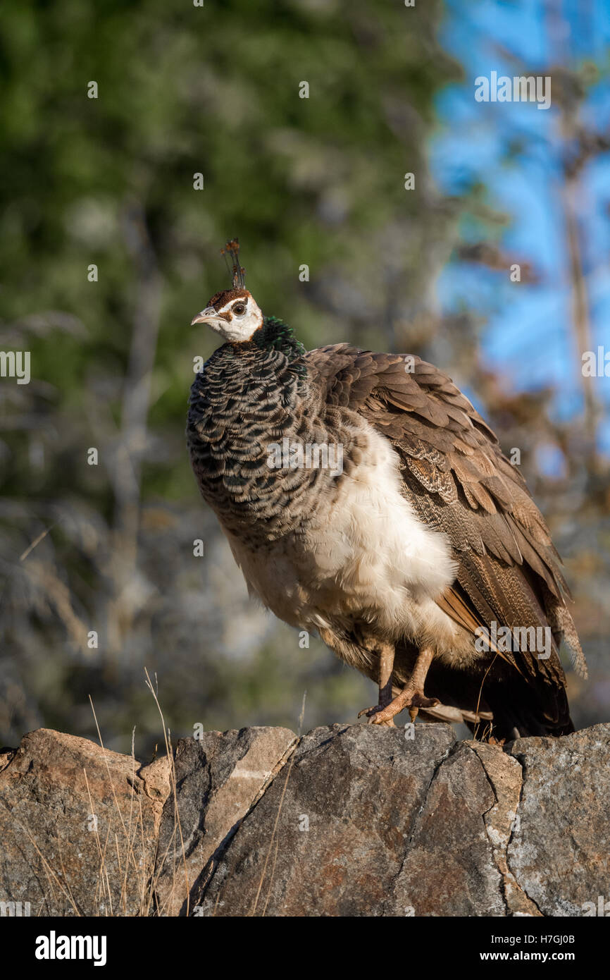 Weibliche indische Pfau oder Pfauen stehend auf einer Steinmauer. Stockfoto