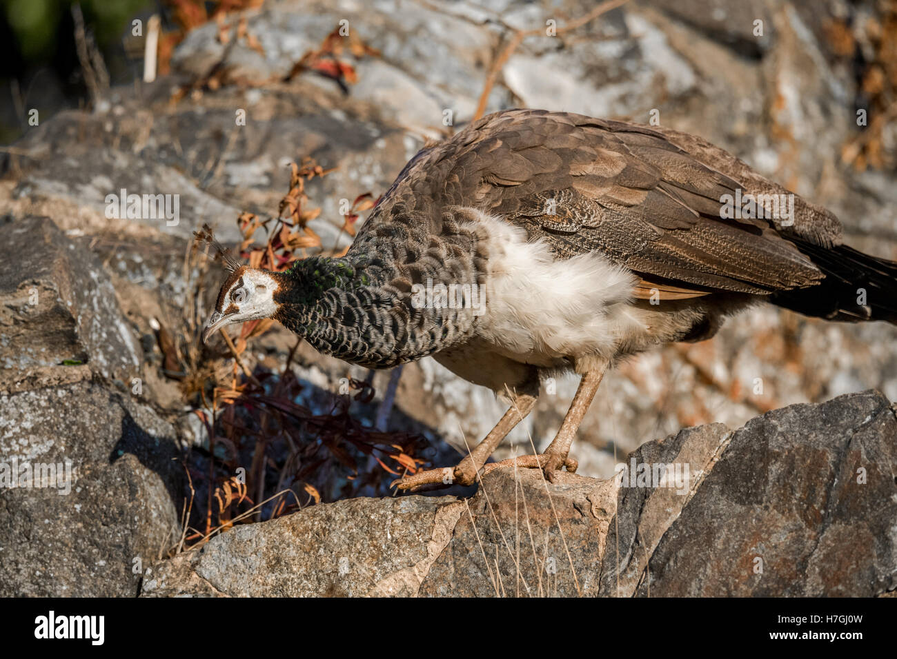 Weibliche indische Pfau oder Pfauen stehend auf einer Steinmauer. Stockfoto