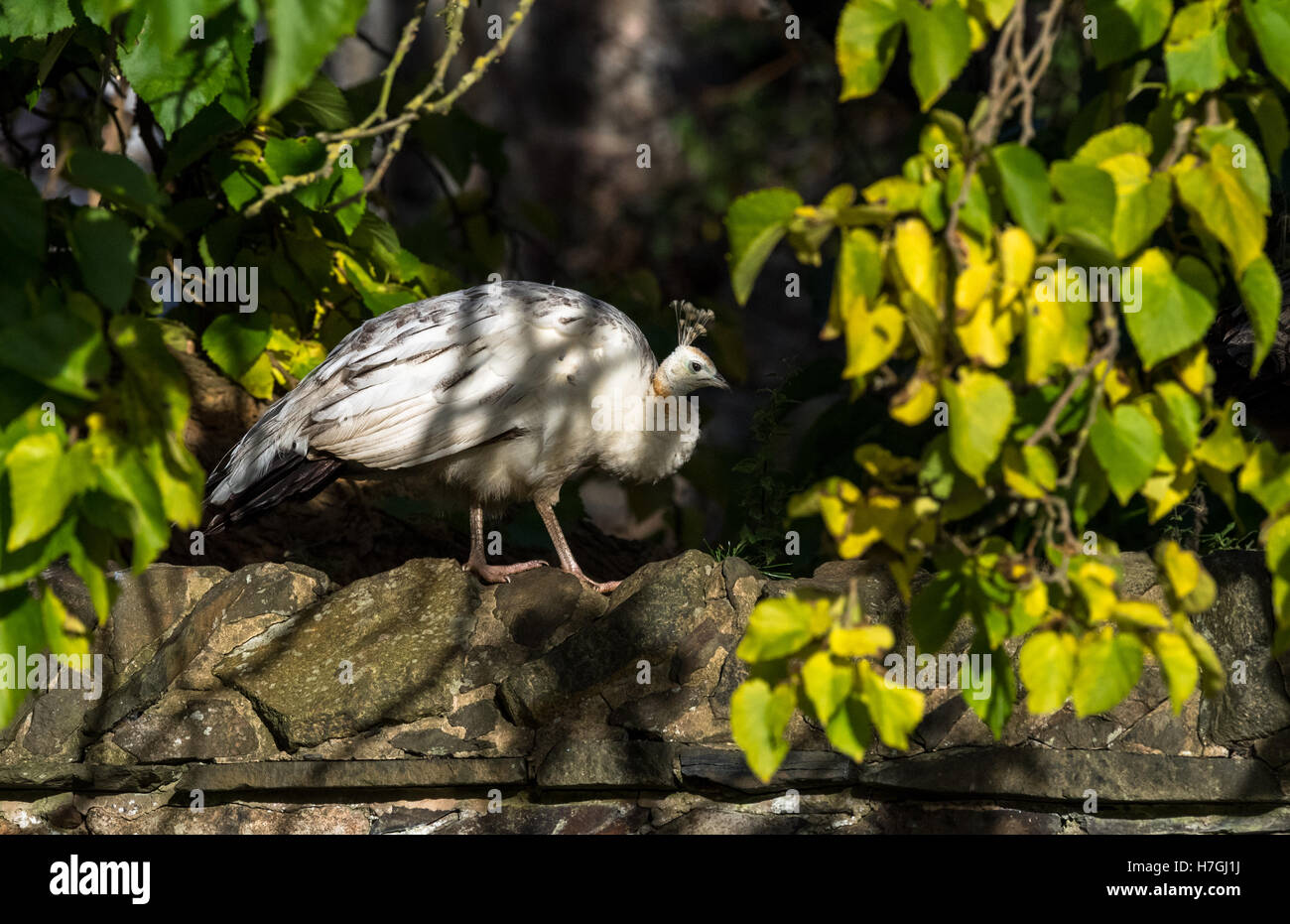 Weibliche indische Pfau oder Pfauen stehend auf einer Steinmauer. Stockfoto