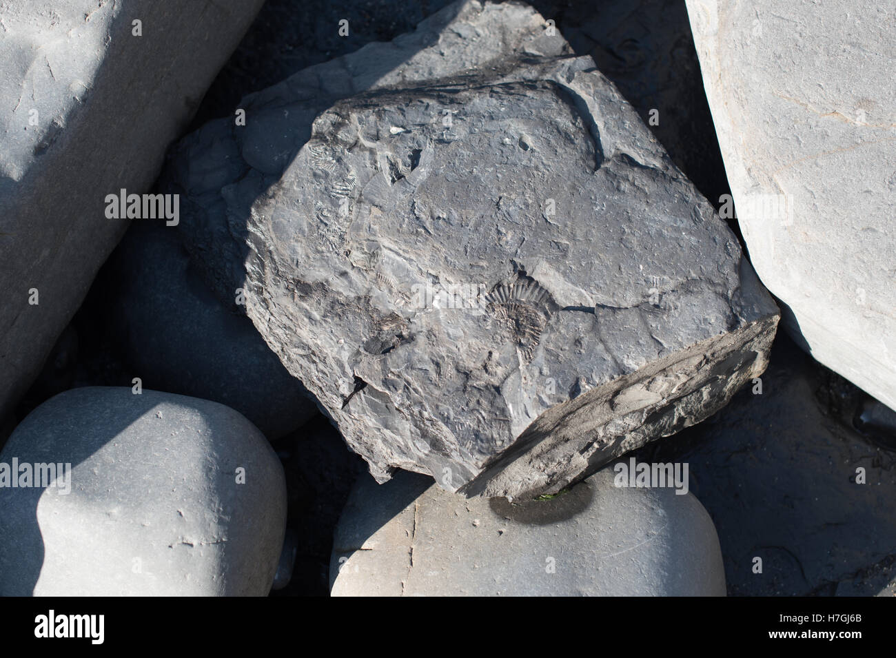 Fossilien in den Felsen am Strand von Kimmeridge Bay, Dorset. Stockfoto