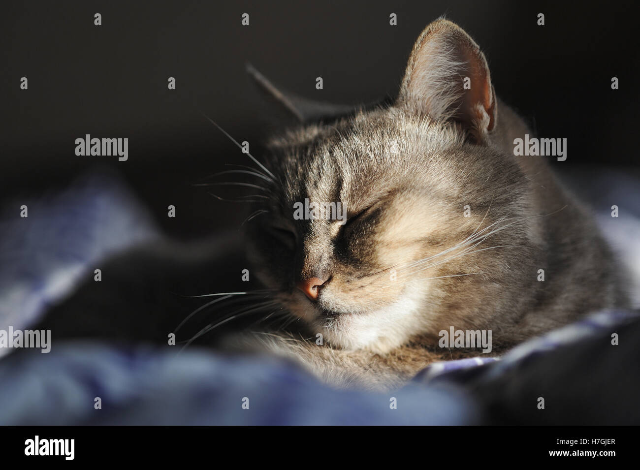 Graue Katze süßen Schlaf Stockfoto