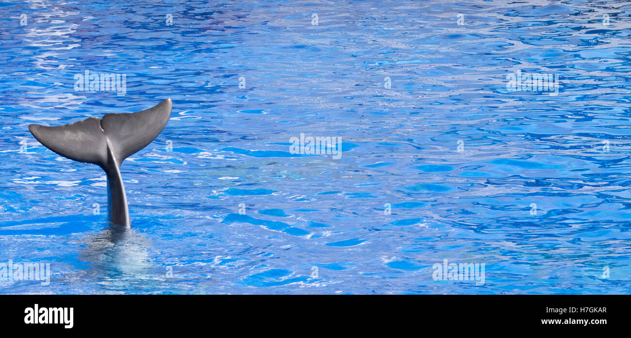 Delphin winken verabschieden mit der Schwanzflosse. Stockfoto