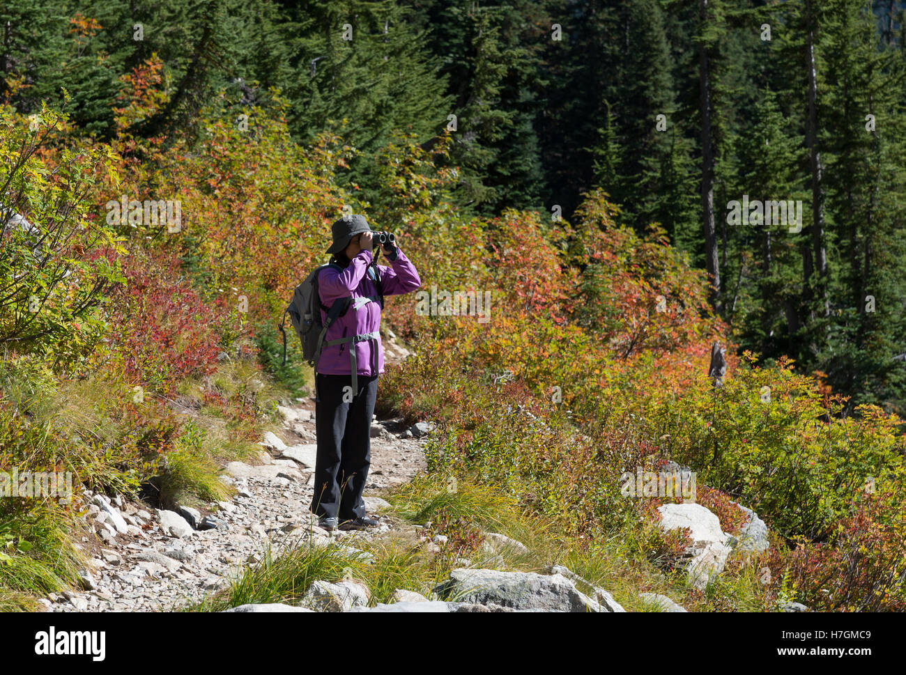 Eine weibliche Wanderer auf einem Bergweg in der North Cascades National Park, Washington State, USA. Stockfoto
