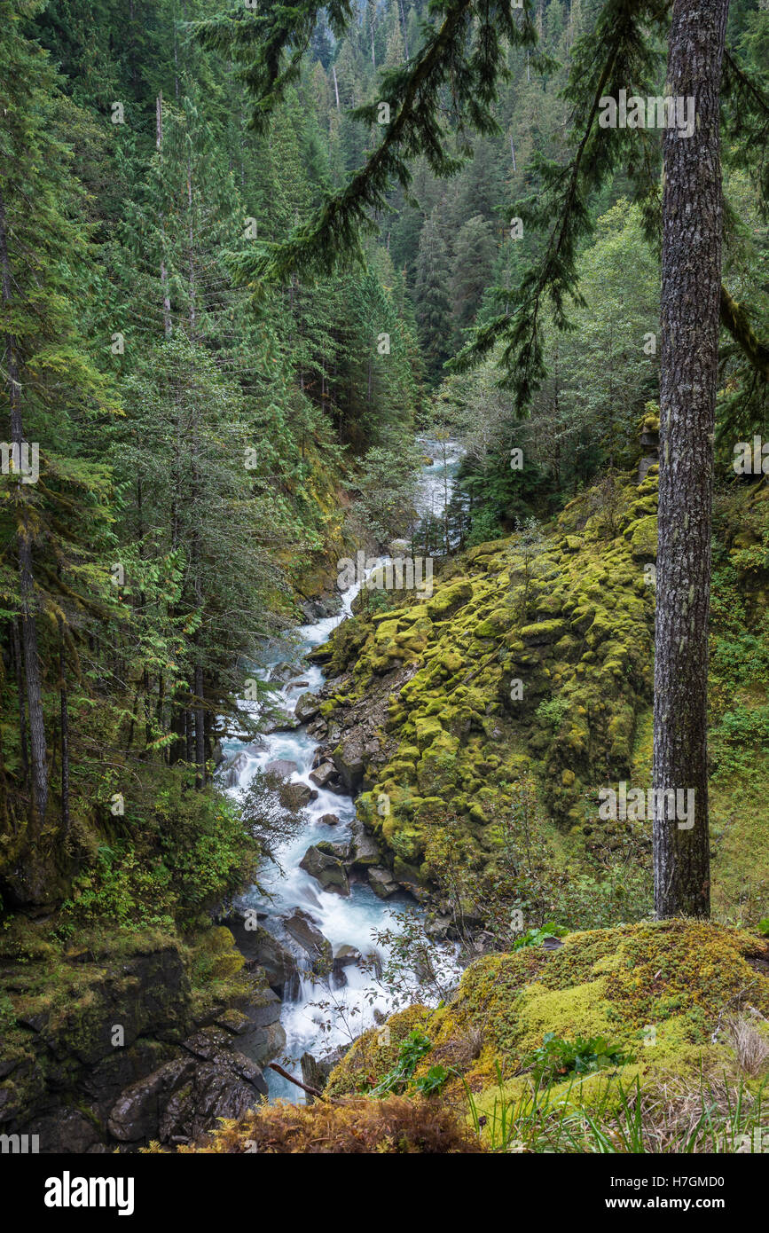 Üppigen grünen Moos bedeckt Felsen entlang einem Gebirgsbach. North-Cascades-Nationalpark, Washington, USA. Stockfoto