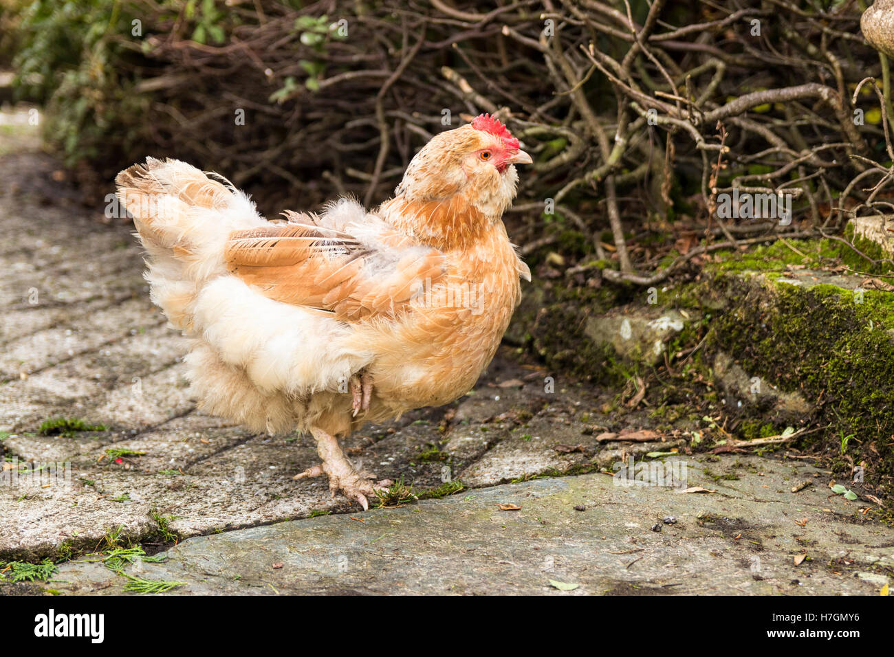 Braun Speckled Hen im Freien Model Release: Nein Property Release: Nein. Stockfoto