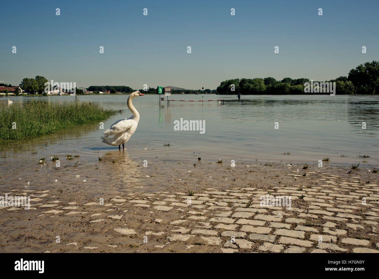 Ansicht der Rhein Hochwasser in Speyer im Juni 2013 an einem sonnigen Tag Stockfoto