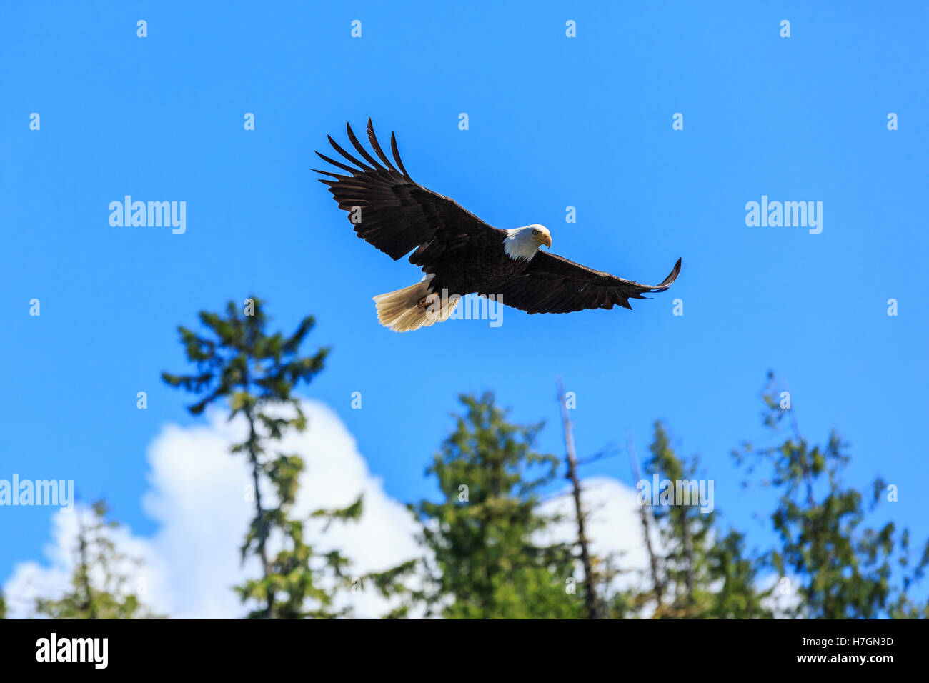 Adler im Flug, Alaska. Vereinigte Staaten von Amerika. Stockfoto