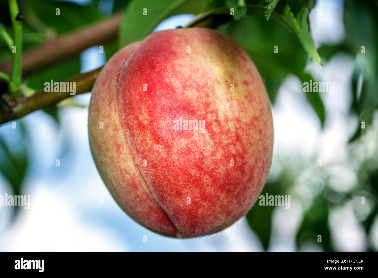 Süßer Pfirsich Früchte wachsen auf einem Pfirsich Ast Stockfoto