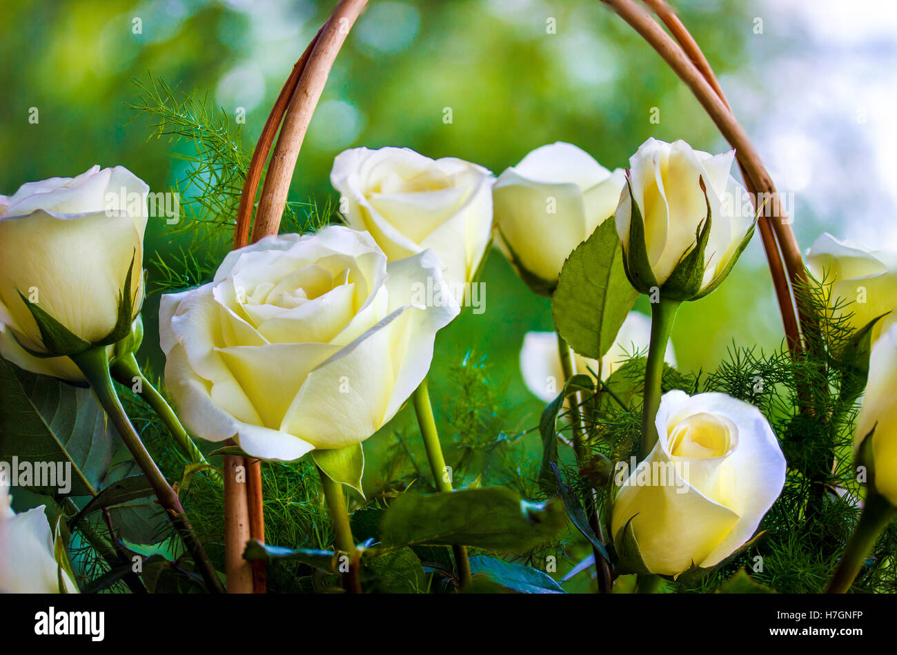 Rosen im Garten, schönen Rosen, Rosen, Hintergrundbild Stockfoto