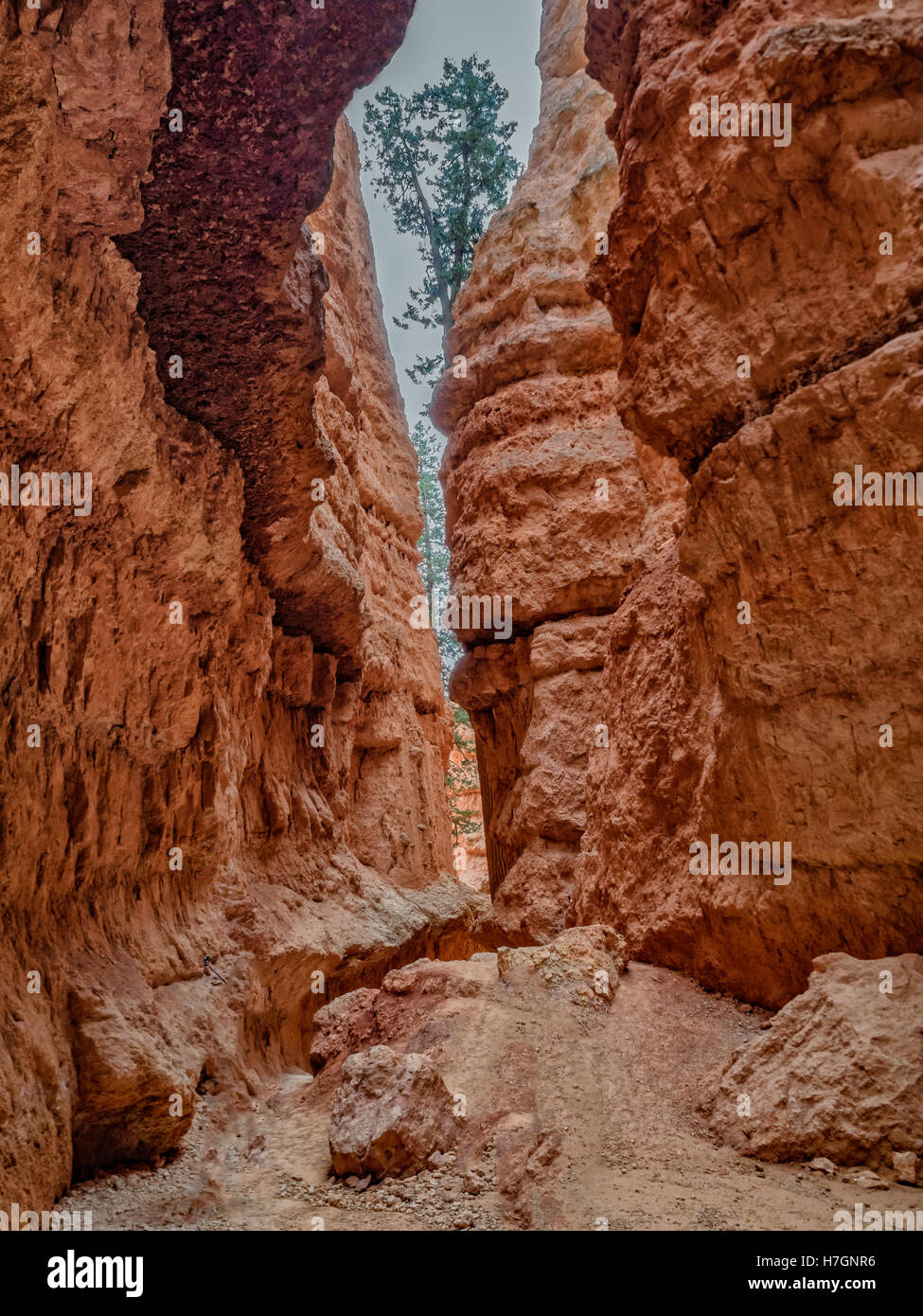Bryce Canyon Wall Street, Utah, USA Stockfoto