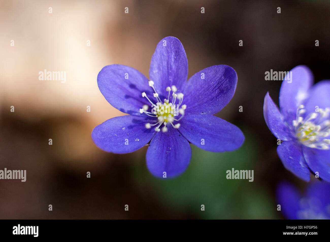 Nahaufnahme von Liverleaf Hepatica Nobilis Blumen Stockfoto