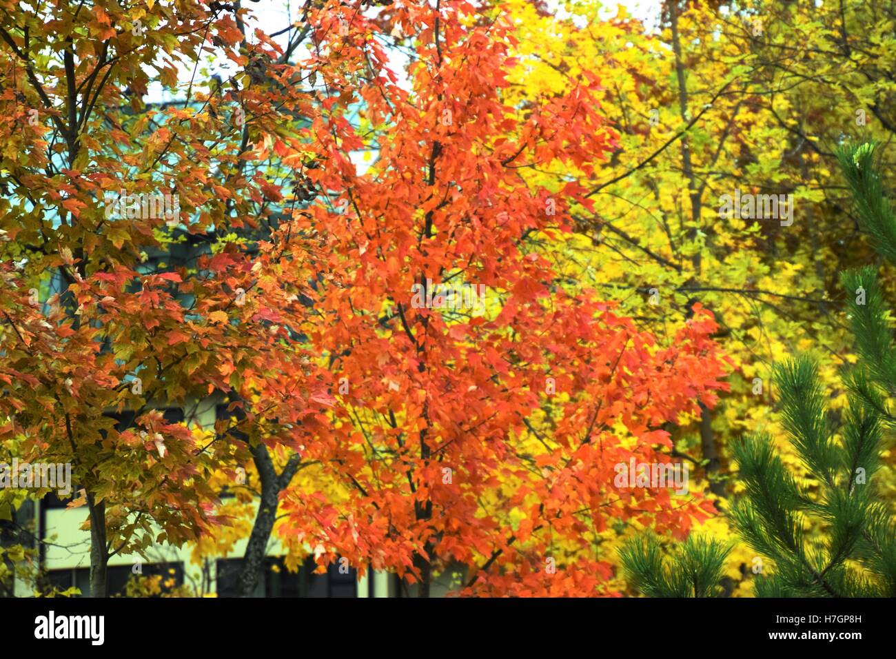 Bunte Bäume Stockfoto