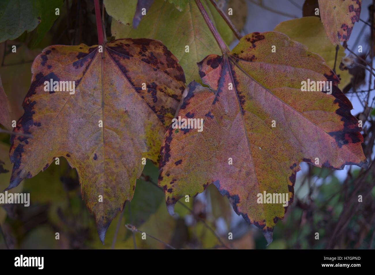 bunte Blätter im Herbst Stockfoto