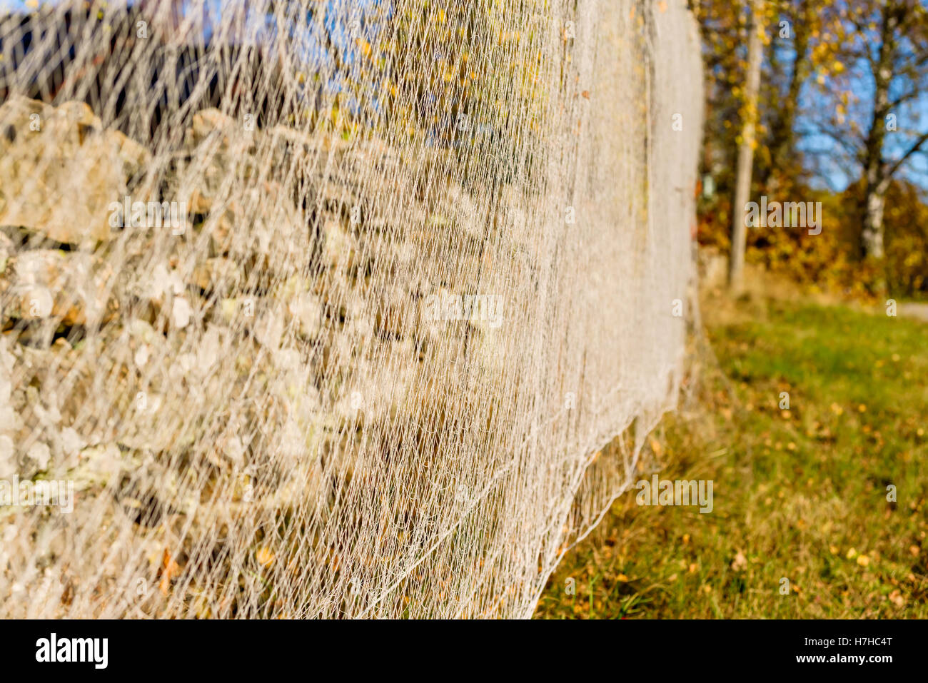 Netzstrümpfe zum im Herbst trocknen gehängt. Verschwommene Bäume im Hintergrund. Stockfoto