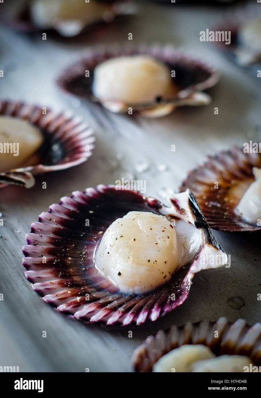 Meeresfrüchte Jakobsmuscheln, gewürzt mit Salz und Pfeffer fertig gekocht werden. Bewusste Fokus auf Vordergrund Jakobsmuschel und geringe Schärfentiefe f Stockfoto