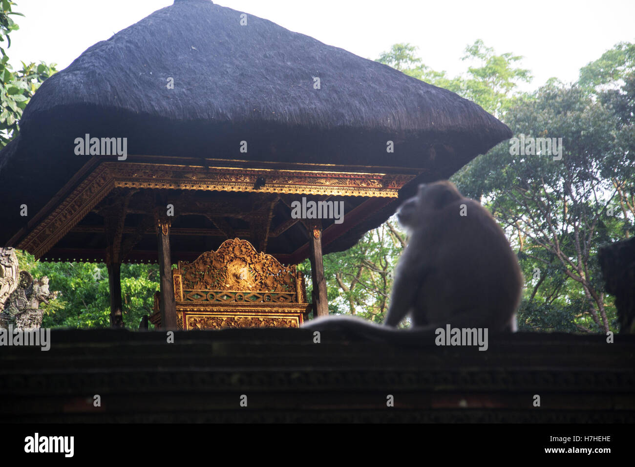 Affenwald Ubud Bali Indonesien Stockfoto