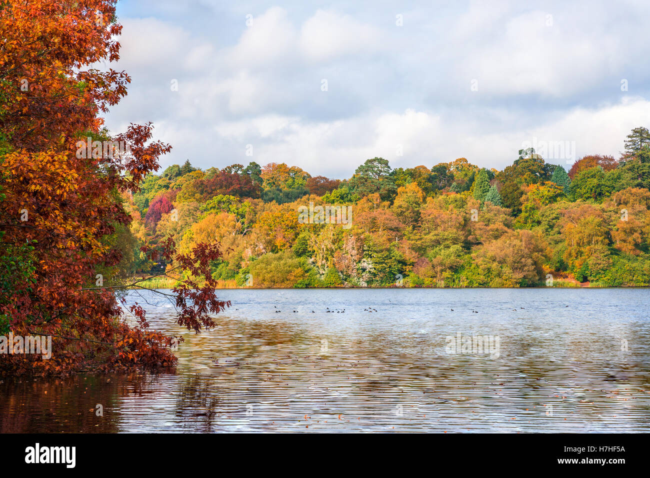 Ein See in Virginia Water in Surrey in Herbstfarben, UK Stockfoto