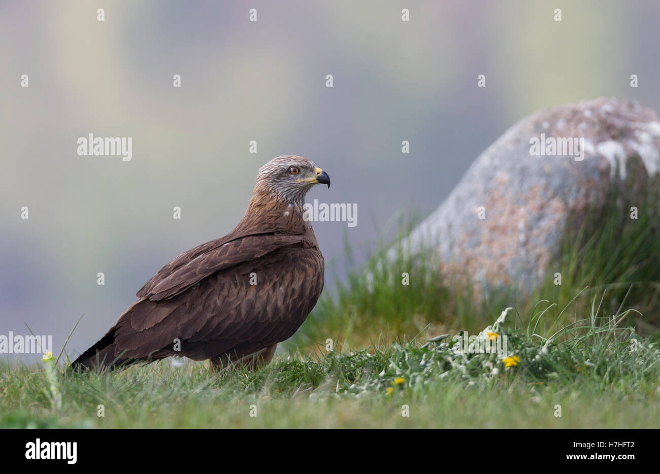 Schwarzmilan Milvus Migrans, Schwarzmilan Stockfoto