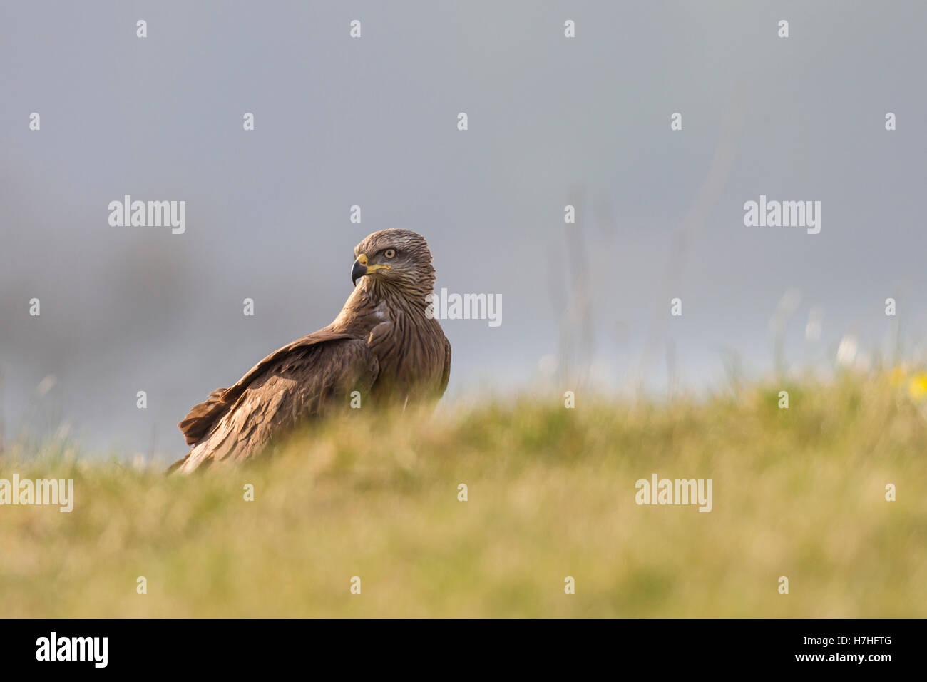 Schwarzmilan Milvus Migrans, Schwarzmilan Stockfoto