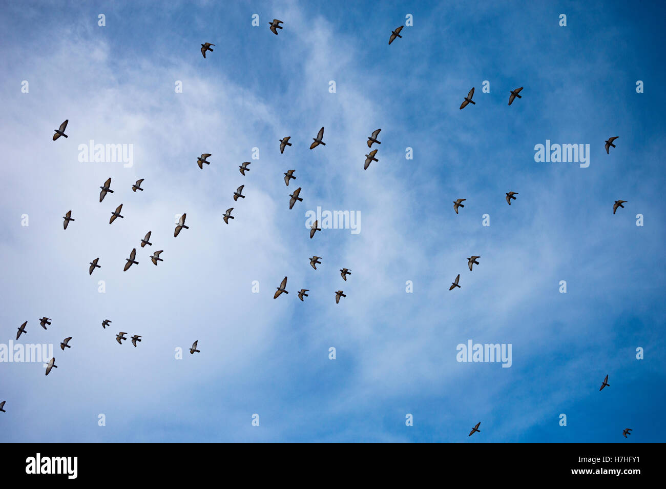 Eine Gruppe von Vögel unter dem blauen Himmel. Stockfoto