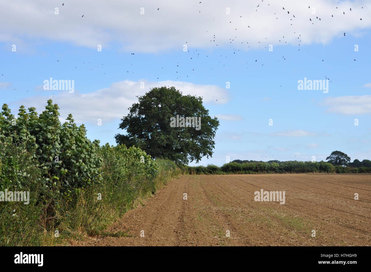 Ackerland in Somerset, englischen West Country Stockfoto