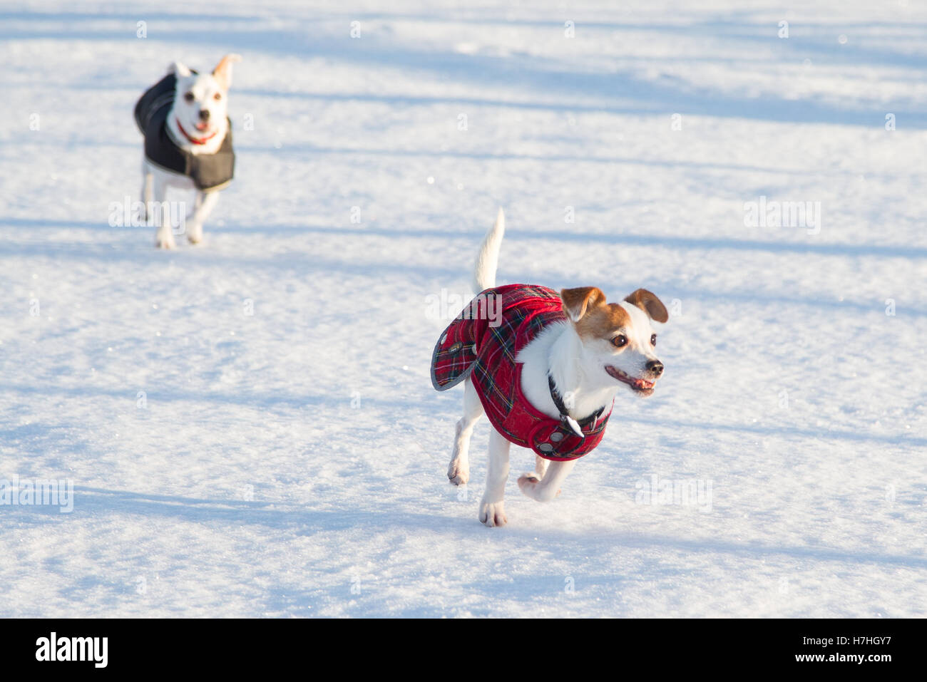 Ein Jack Russel Hund läuft im Schnee Stockfoto