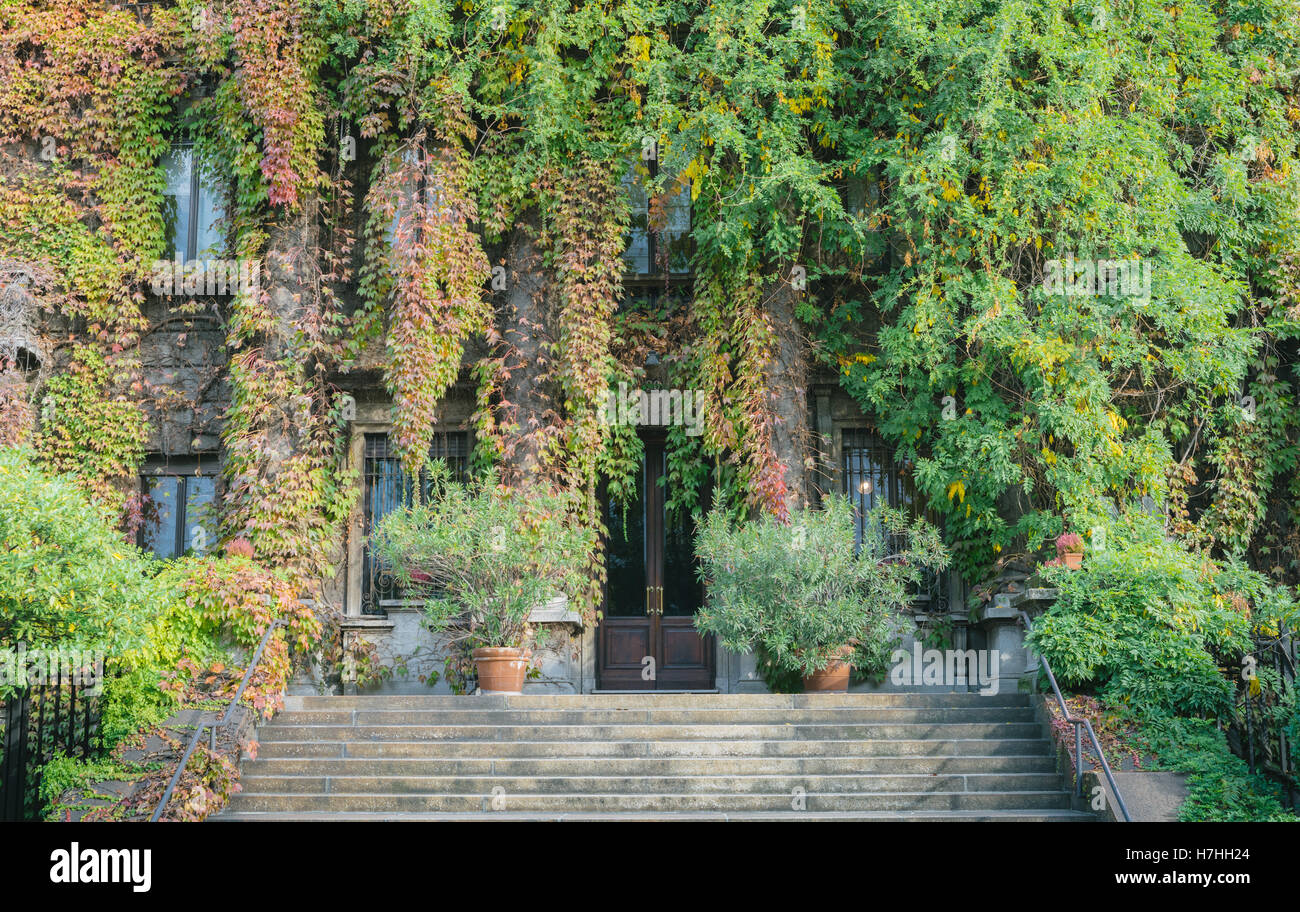 Altes grüne Gebäude bedeckt mit Efeu in Mailand Stockfoto