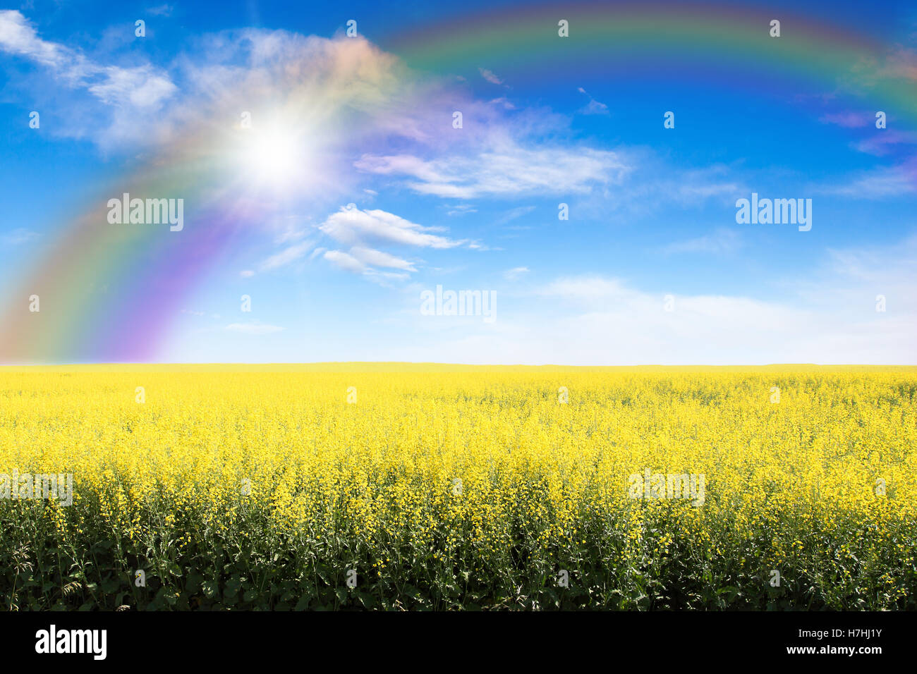 Reihen von gelben Raps Feld vor einem blauen Himmel mit Regenbogen und Platzen der Sonne durch die Wolken. Kopieren Sie Raum. Stockfoto