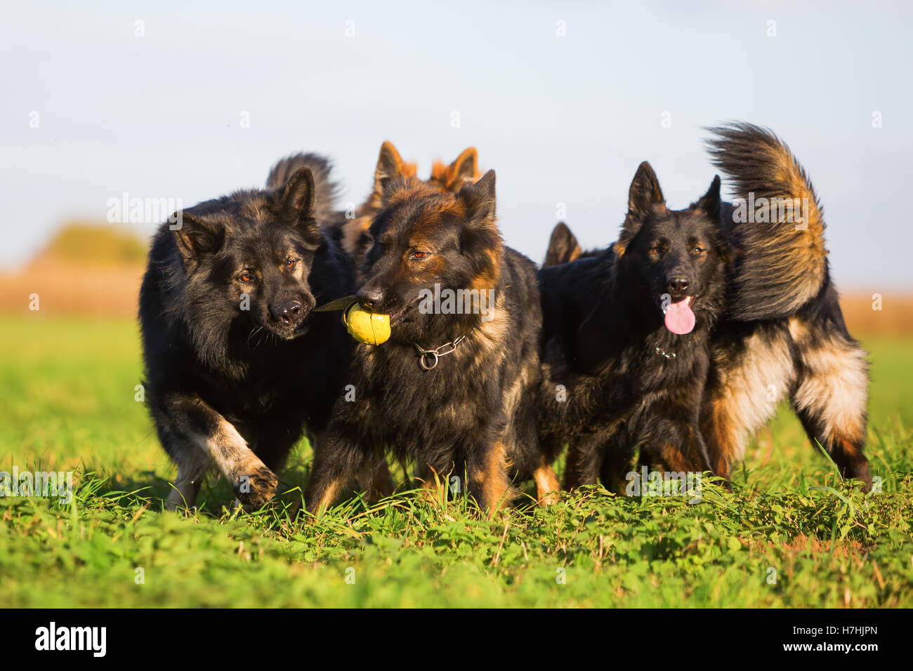 Packung von Old German Shepherd Dogs kämpfen für ein Spielzeug Stockfoto