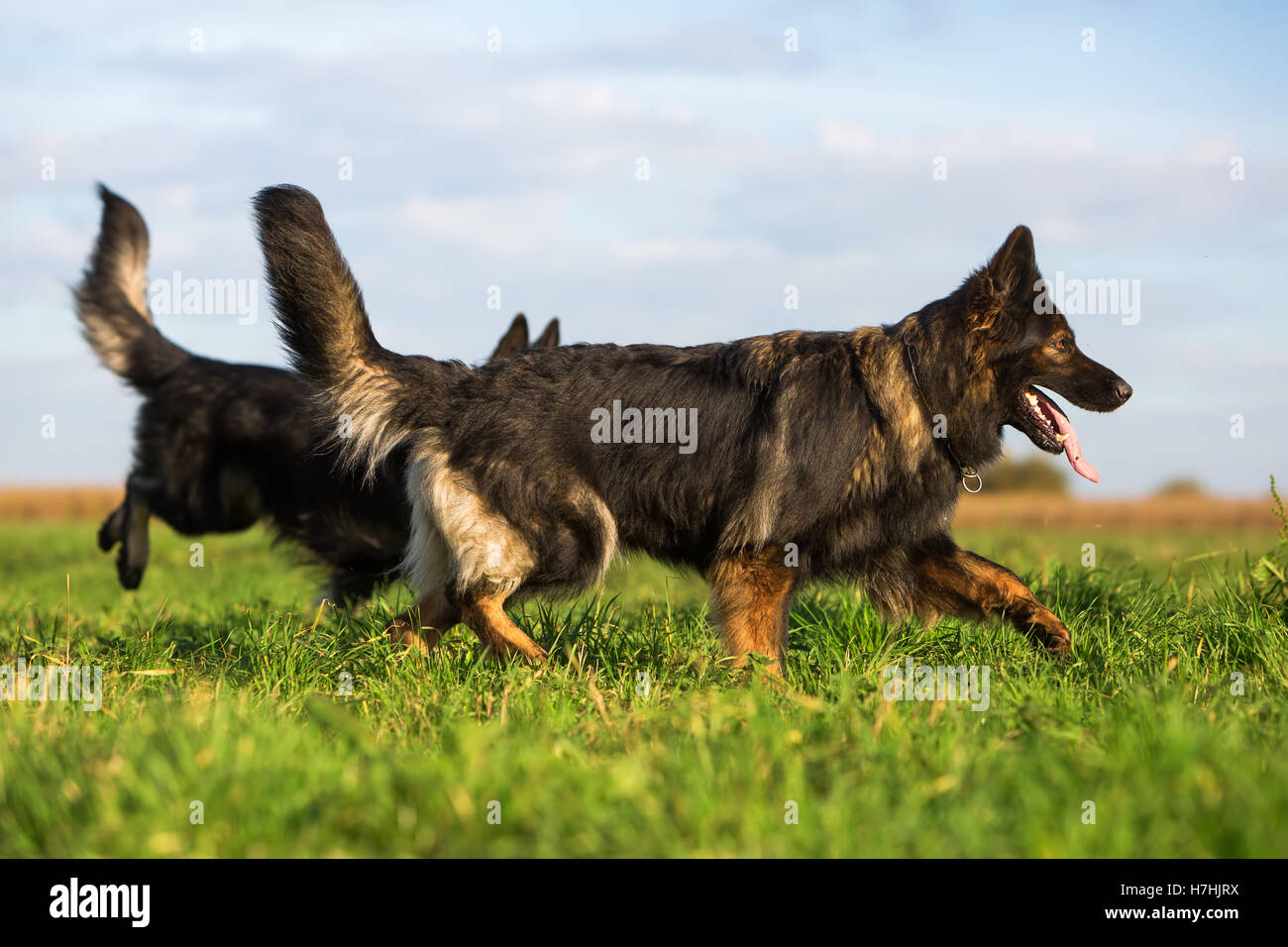 zwei alte deutsche Schäferhunde zu Fuß auf der Wiese Stockfoto