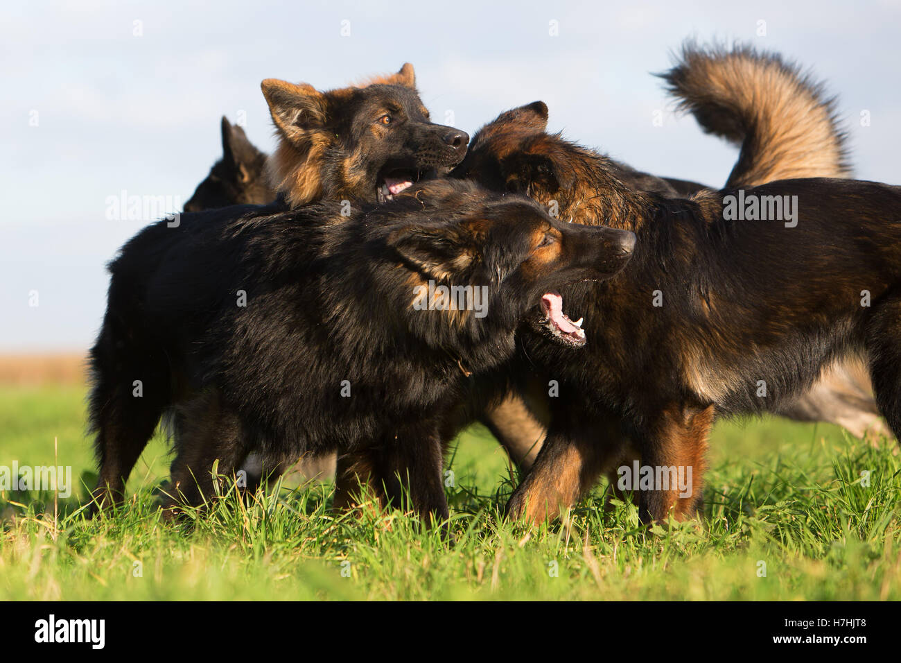 Packung von kämpfen deutsche Schäferhunde auf der Wiese Stockfoto