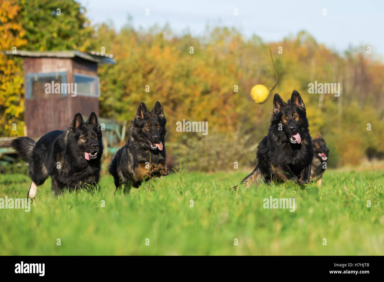 drei Deutsche Schäferhunde laufen für einen ball Stockfoto