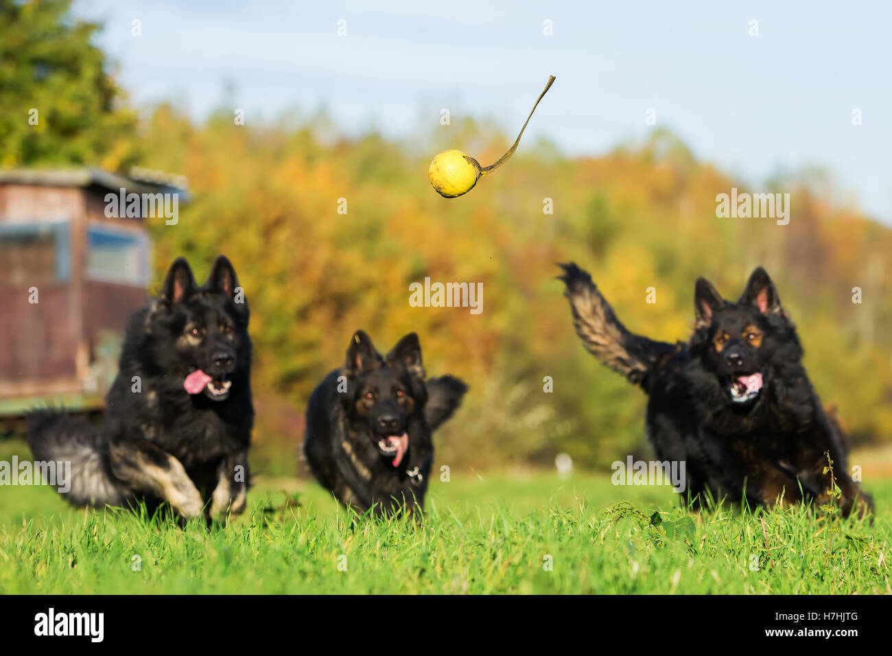 drei Deutsche Schäferhunde laufen für einen ball Stockfoto
