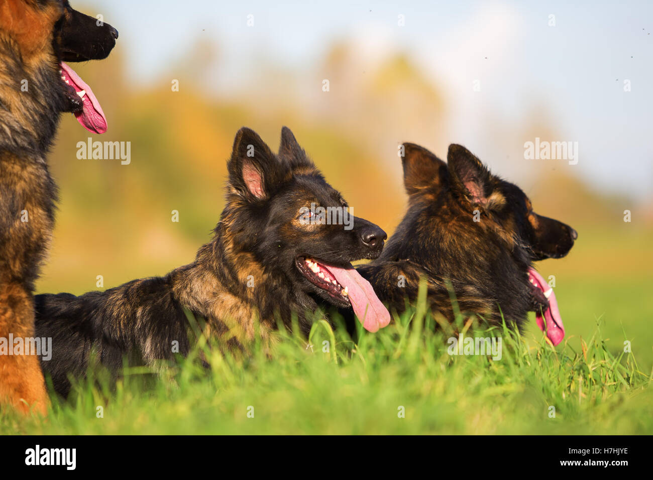 Deutsche Schäferhunde auf einer Wiese liegend Stockfoto