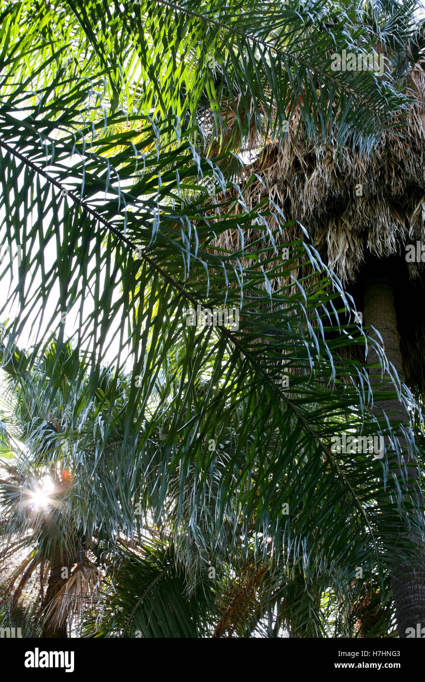 Palmblattstrukturen mit Sonne Stockfoto