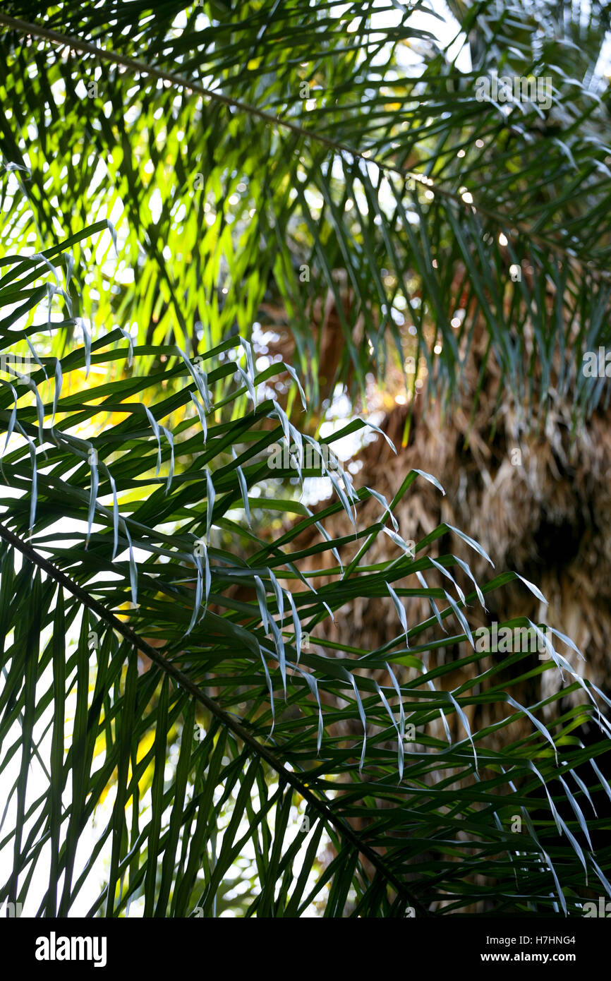 Palmblattstrukturen mit Sonne Stockfoto