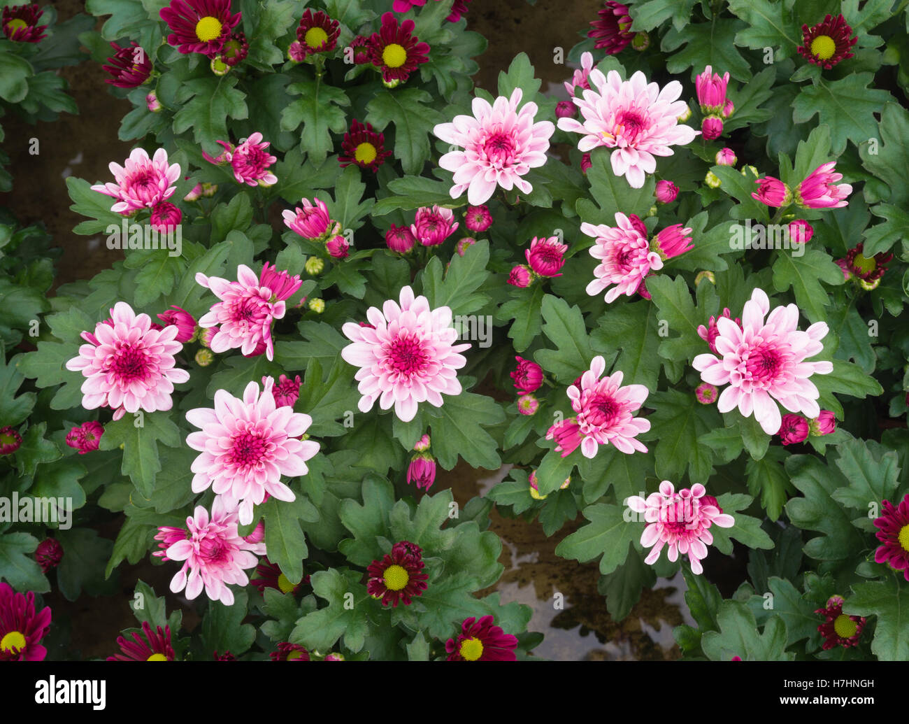 Nahaufnahme der blühenden Blumen im Gewächshaus in den Niederlanden Stockfoto