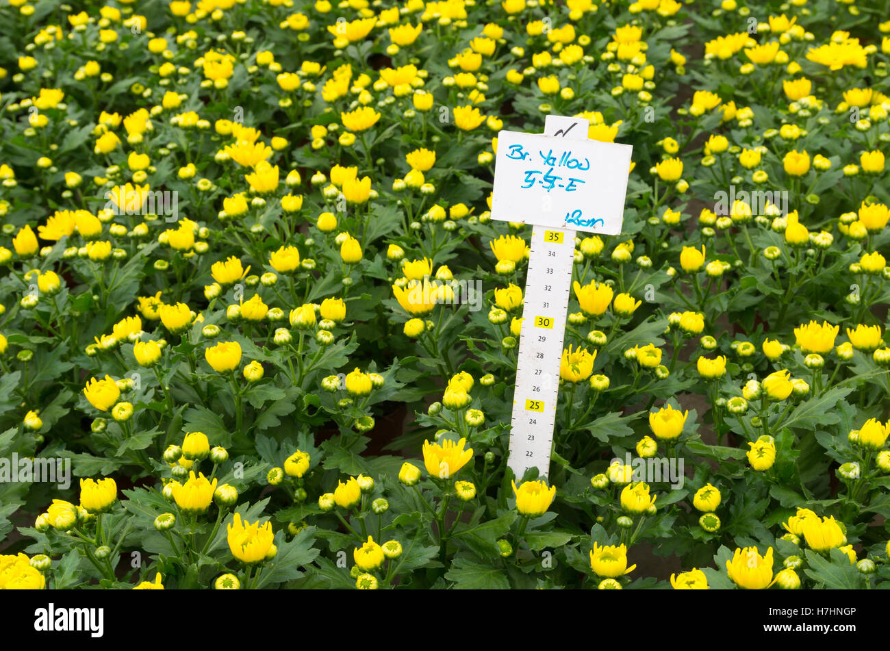 Nahaufnahme der blühenden Blumen im Gewächshaus in den Niederlanden Stockfoto